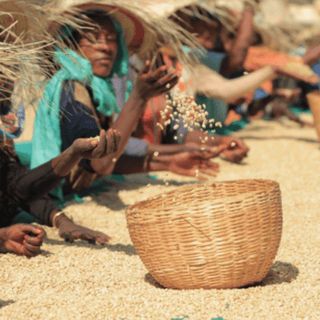 Harvest workers sorting coffee cherries by hand into a woven basket in Ethiopia Yirgacheffe.