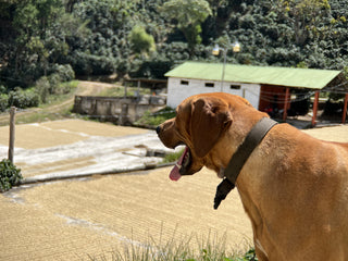 Dog in the foreground among coffee plants with red cherries and a green roofed building in the background
