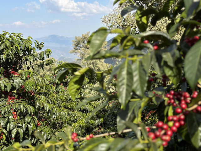 Guatemala El Socorro