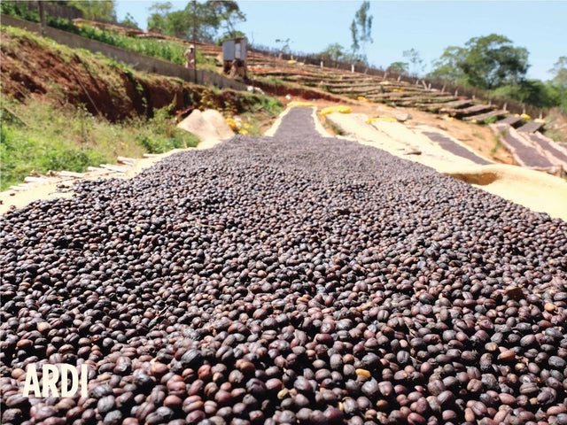 Ethiopia Ardi Natural