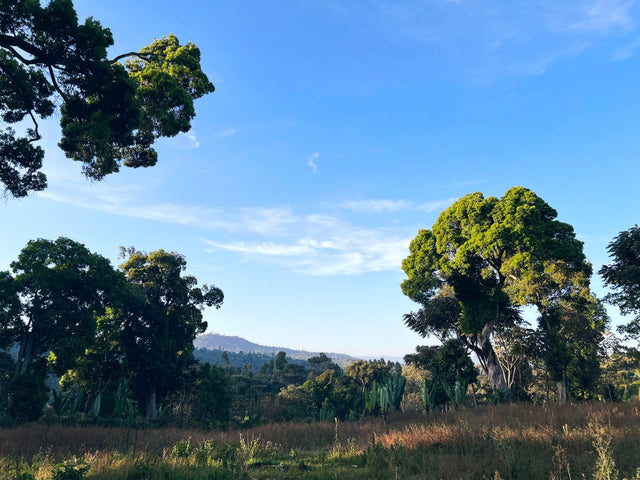 Green trees against a clear blue sky over a rural landscape.