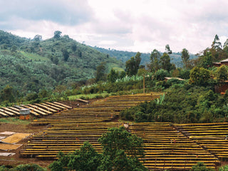 Terraced hillside coffee farm in Ethiopia with green vegetation and distant trees.