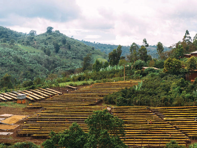 Terraced hillside coffee farm in Ethiopia with green vegetation and distant trees.