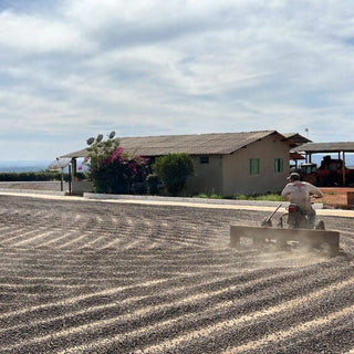 Farmstead with a small house, flowering shrub, and a motorcyclist on a dusty road.