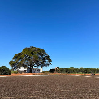 Brazil Fazenda Frutas coffee farm with a large tree, white house, and clear blue sky.