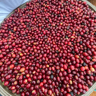 Bright red coffee cherries piled in a large metal tub ready for processing.