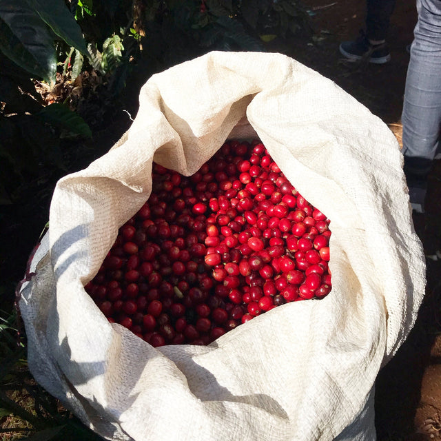 Guatemala Alma Washed