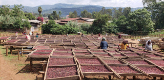 Cherries drying on raised beds with workers sorting them by hand at Gotiti Gedeb Drying Station in Ethiopia.