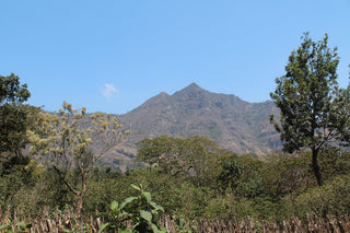 Volcanic mountain landscape in Guatemala with a clear blue sky and trees in the foreground