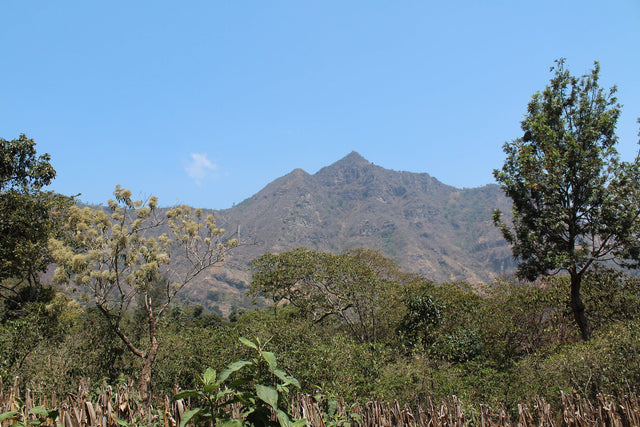 Organic Fair-Trade Guatemala El Volcan
