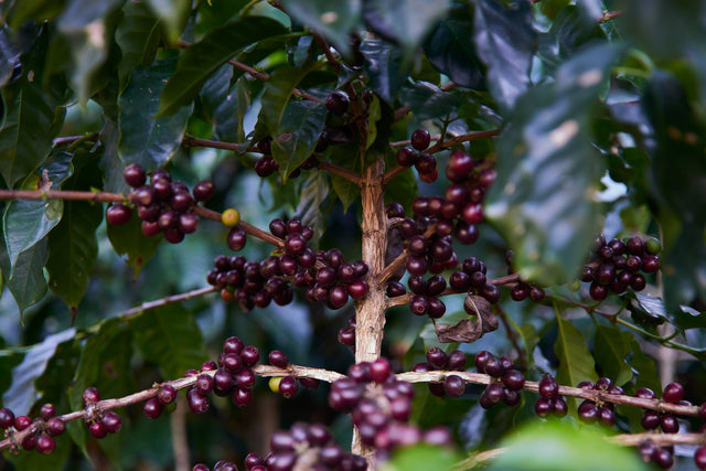Guatemala Acodihue