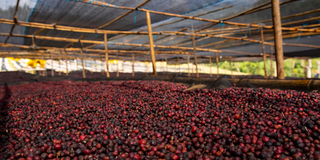 Red coffee cherries drying on raised beds under a shade structure in Ethiopia