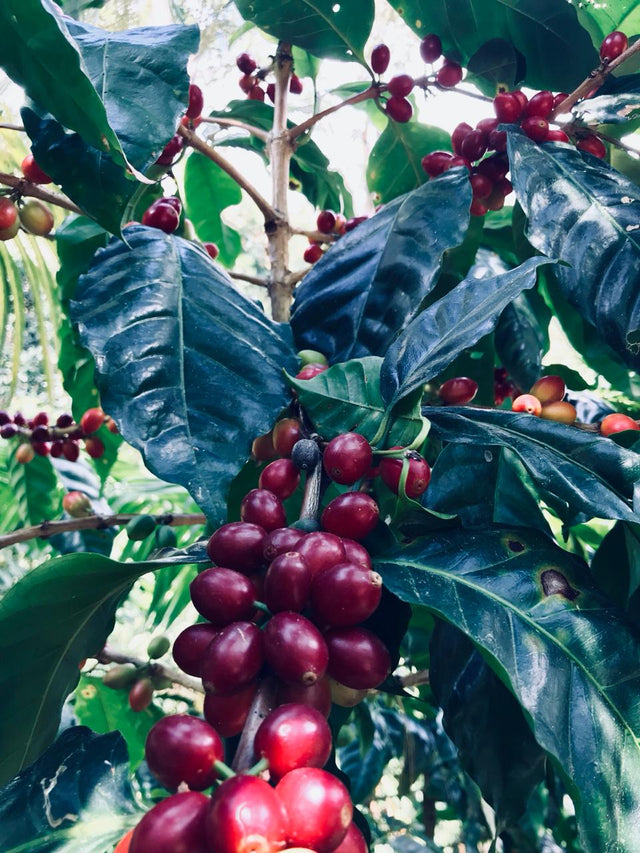 Colombia Sugarcane Decaf