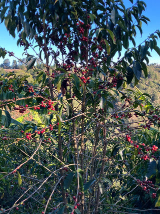 Coffee tree with clusters of red cherries and glossy leaves under a clear blue sky