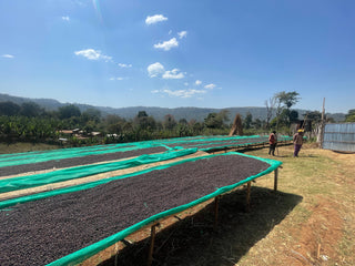 Ethiopia Haro Beddame Natural