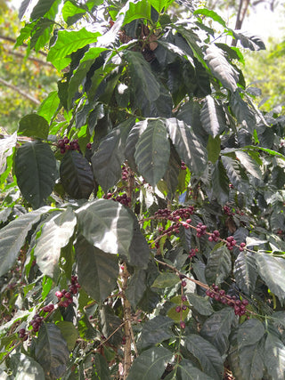 Coffee plant with clusters of purple cherries and large dark green leaves on El Matazano farm in Guatemala