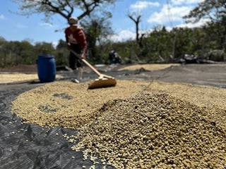 Pile of coffee beans on a tarp with a worker in a red hoodie in the background.