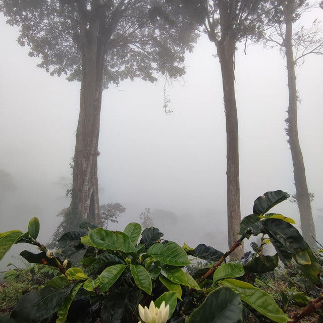 Foggy forest scene with tall tree trunks and large green leaves in the foreground