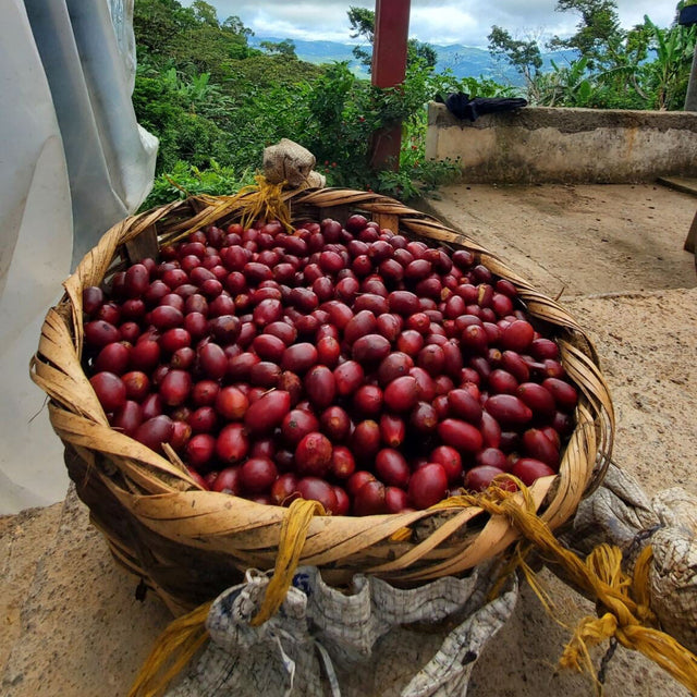 Woven basket filled with red coffee cherries on a farm with greenery and distant mountains.