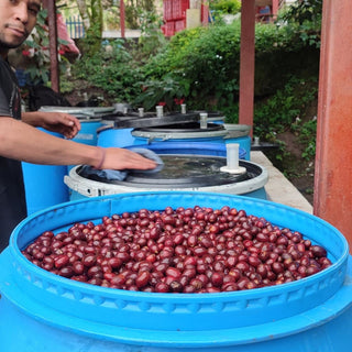 Worker rinsing red coffee cherries in blue washing drums outdoors