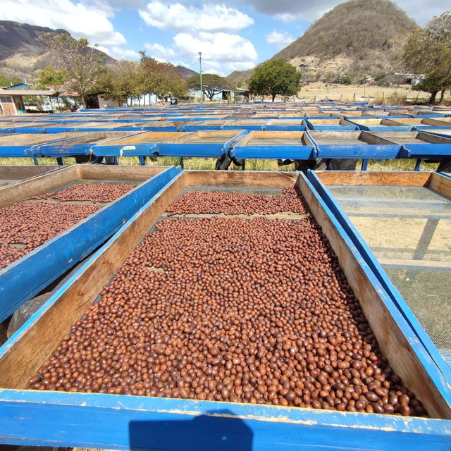 Rows of blue drying beds filled with coffee beans drying in the sun on a Guatemalan farm.