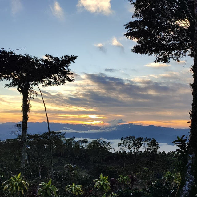 Sunset over a coffee farm hillside with silhouetted trees and distant mountains.