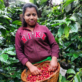 Young girl in a maroon hoodie stands among coffee plants with a basket of ripe red coffee cherries.