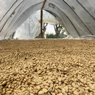 Green coffee beans spread out to dry on a flat surface inside a light gray tent with mesh walls