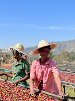 Two workers wearing straw hats process red coffee cherries on a drying platform outdoors.