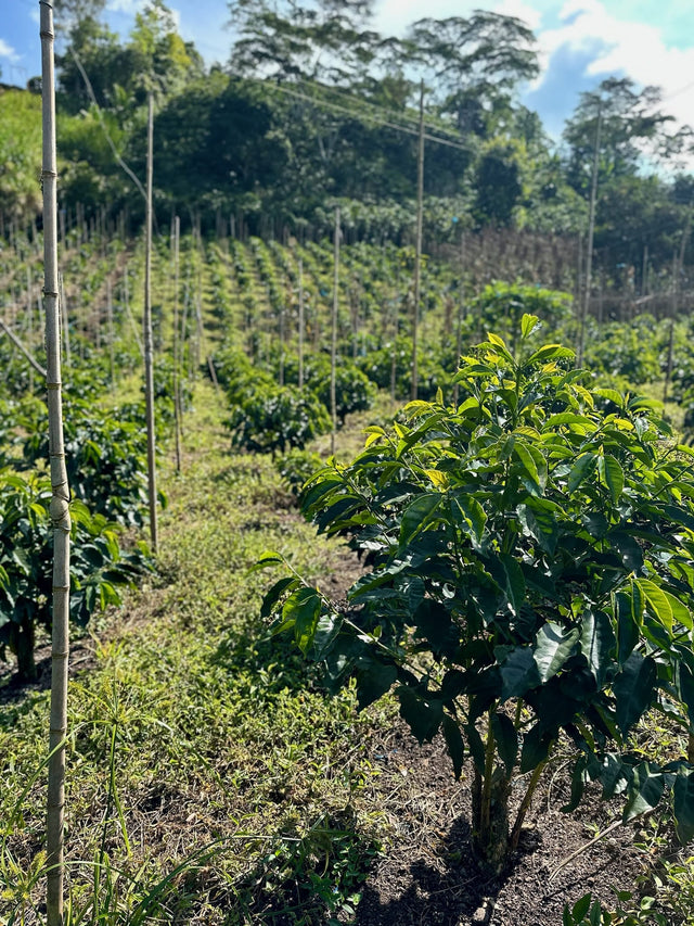 Colombia El Chaferote Pink Bourbon