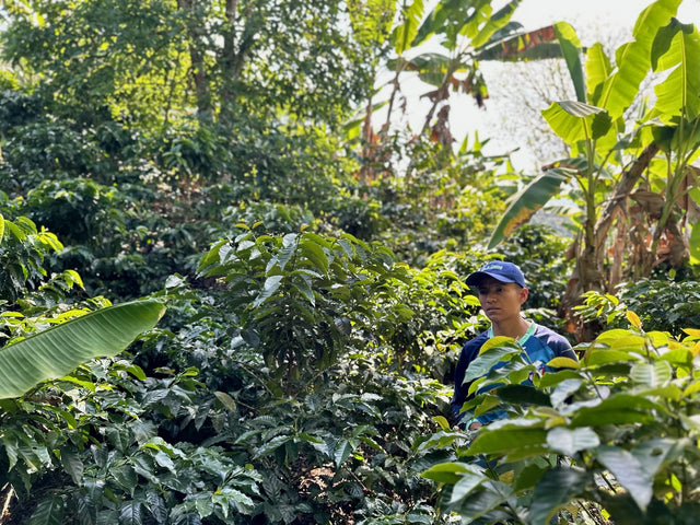 Colombia El Chaferote Pink Bourbon
