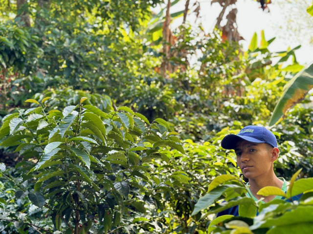 Colombia El Chaferote Pink Bourbon