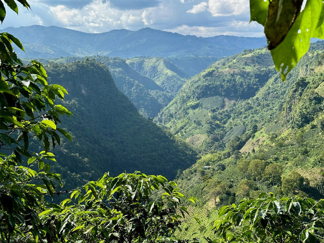 Colombia El Chaferote Pink Bourbon