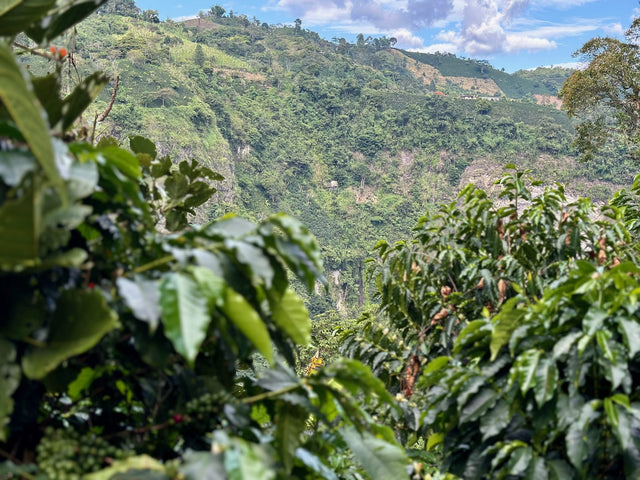 Colombia El Chaferote Pink Bourbon