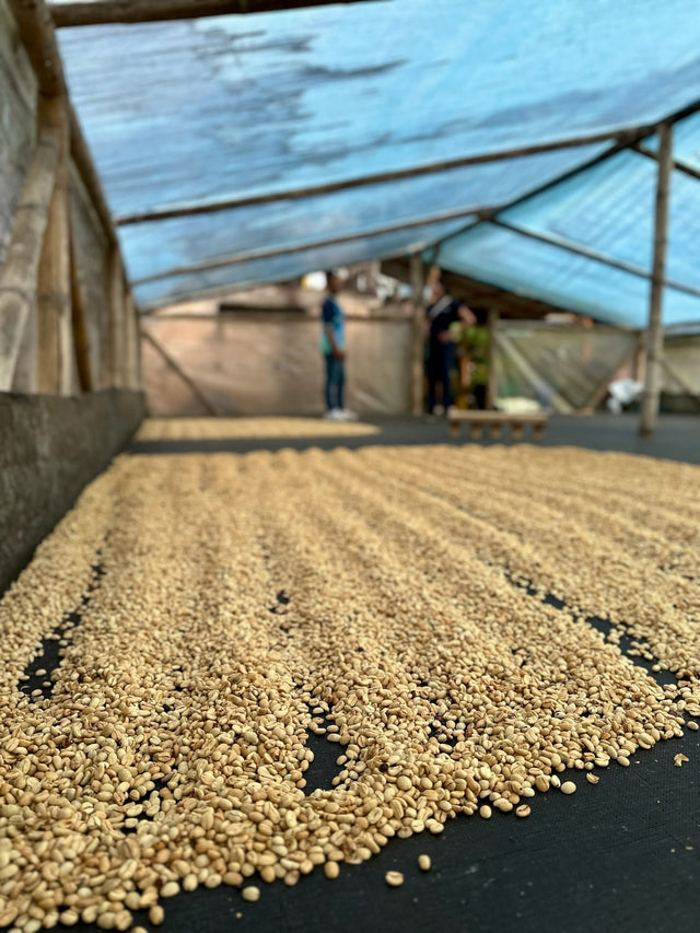 Colombia El Chaferote Pink Bourbon