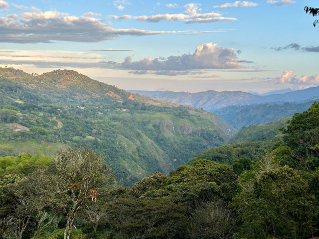 Colombia Tolima Organic