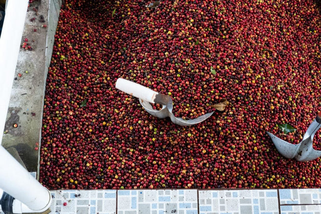 COSTA RICA VILLA SARCHI ANAEROBIC