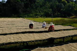 Farmers in wide brim hats drying coffee beans on parchment beds in Ethiopia