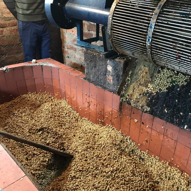 Blue industrial coffee processing equipment with a conveyor roller and beans spilled on a brick floor