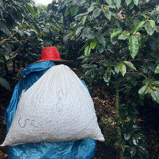 White burlap bag rests on a blue cover among lush coffee plants, with a red woven hat perched on top.