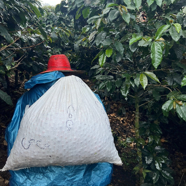 White burlap bag rests on a blue cover among lush coffee plants, with a red woven hat perched on top.