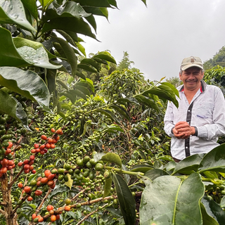 Farmer on a Colombia La Pelota coffee farm among lush leaves and ripening coffee cherries