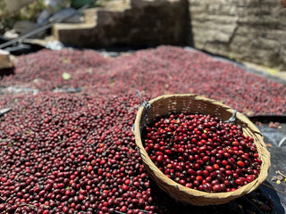 Basket of ripe red coffee cherries during harvest with drying beds in the background
