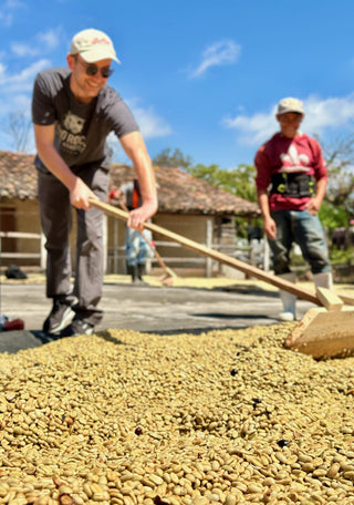 Two workers on Los Planes Pacamara farm spreading coffee beans on a tarp under a blue sky.