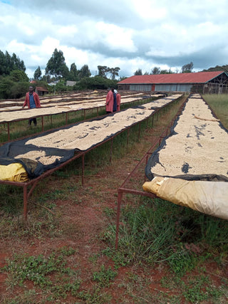 Kenya Mungaria