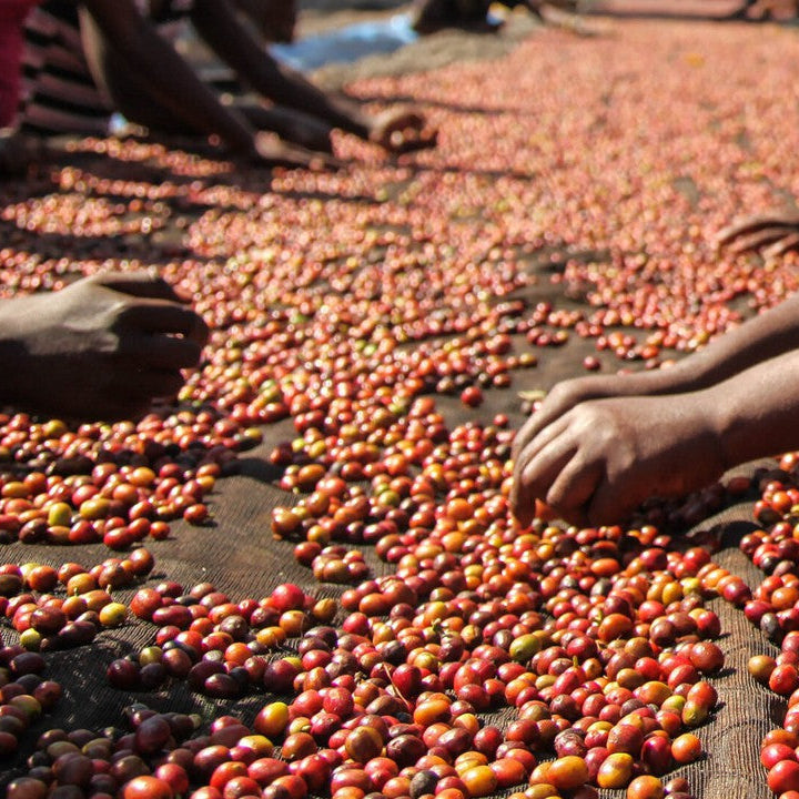 Kenya Mbegu Ndogo Coffee | Peaberry Espresso | Clive Coffee