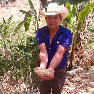 Guatemalan coffee farmer in blue shirt and white hat holding a handful of green coffee beans.