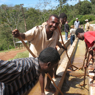 Workers at a coffee processing washing station outdoors, stirring beans along long troughs.