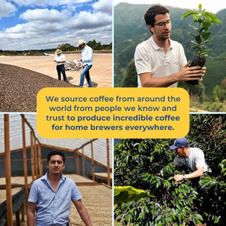 Collage of Colombian coffee sourcing scenes with farmers inspecting beans, a seedling, a greenhouse worker, and a coffee picker.