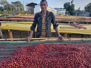 Farmer standing beside a cherry drying yard with red coffee beans spread on black drying beds.